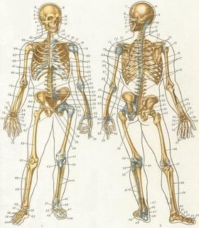 скелет человека в картинках